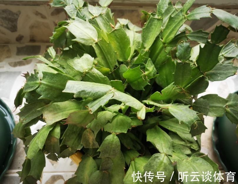 花芽|蟹爪兰长出这种叶子,立马掰掉它,嗖嗖冒花苞!