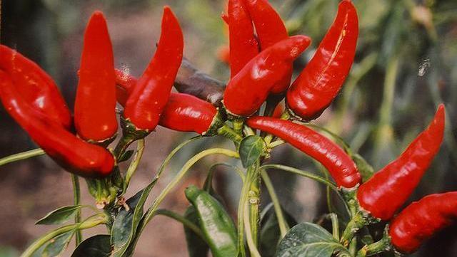 丝瓜|甲状腺结节可以自愈吗忠告四物最好少碰,忍住的人结节散得快