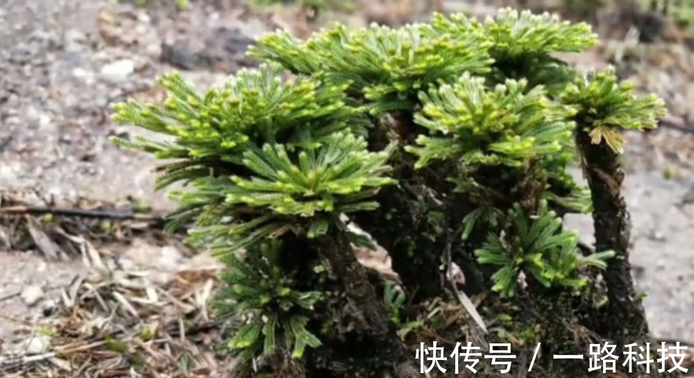 九死还魂草|小哥上山发现“1种野草”，做成盆景一盆卖500元，看到要珍惜