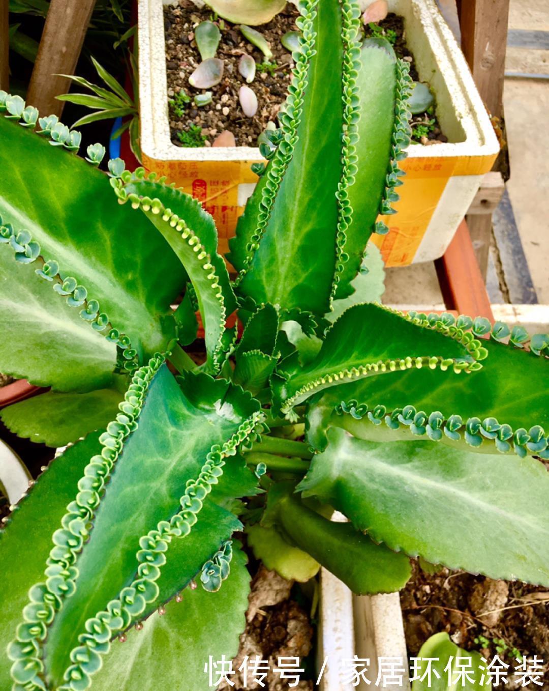 多肉开花会死?别担心,开完砍一刀,活得好好的