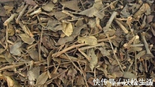 绞股蓝茶|它是高血压的“死对头”父母每天喝1杯,身体会悄悄发生惊喜变化