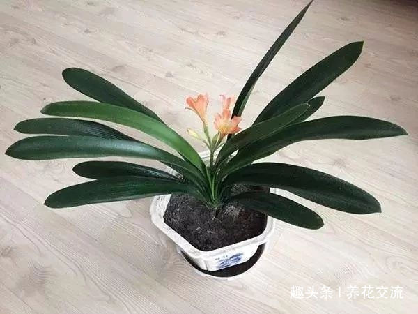 君子兰养成室内盆栽保持每年花开的技巧,让叶子更有亮泽