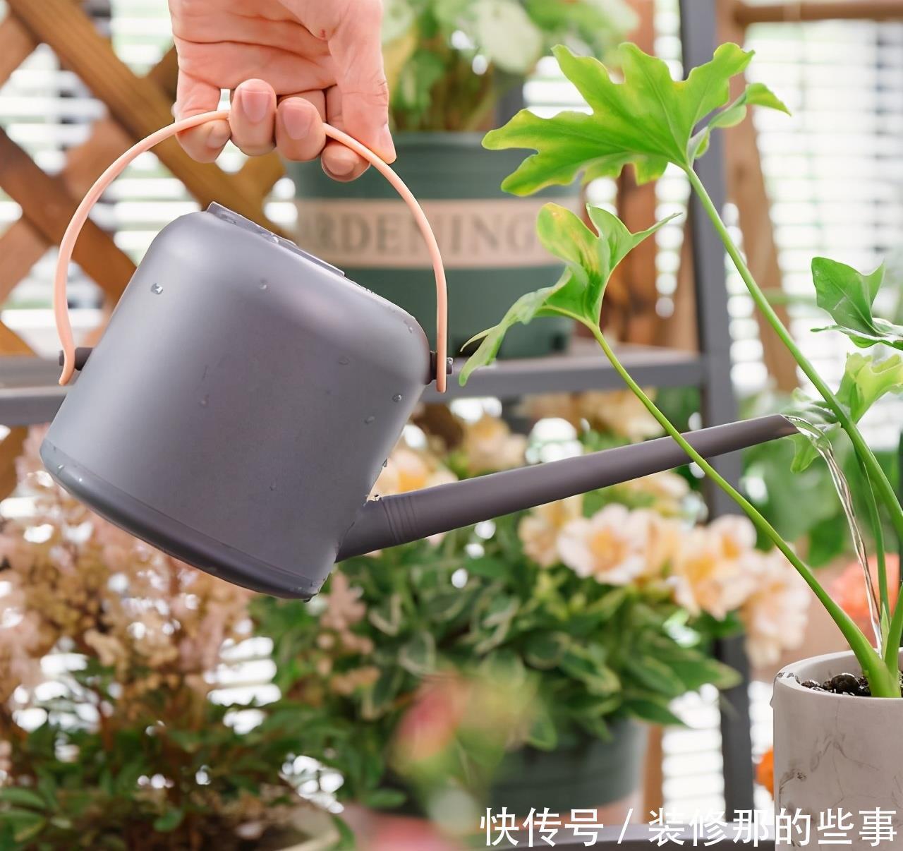 花卉|夏天养花，别犯3个错，避免黄叶烂根，过不去夏