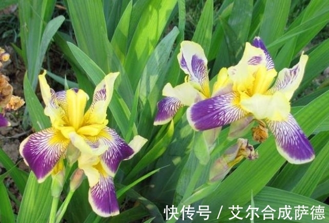 4种花全年都开花,养在阳台特合适,浇水就疯长,开花爆盆很容易