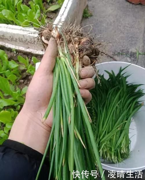 阳台种小葱，又细又黄乱糟糟？教你几招，又粗又壮，又粗又壮