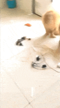 |搞笑GIF:扎心了,遇到这种情况,先捂住膝盖还是先捂脸