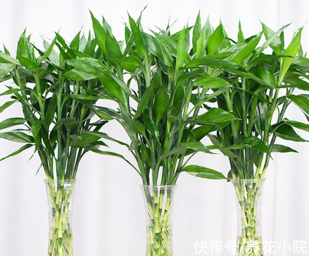 室内适合养6种“健康植物”，漂亮又新鲜，没有光照也能养好