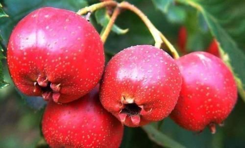 果蔬菜|聪明的人喜欢吃3种食物，排毒养颜，延缓衰老，谁吃谁受益