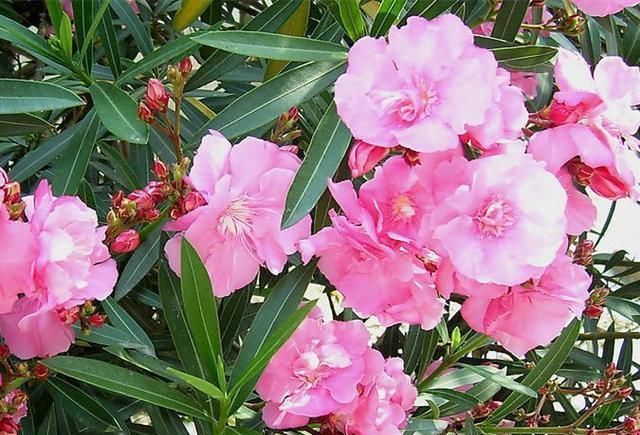 家里养花别随便,“2种花”最好别养,对身体不好