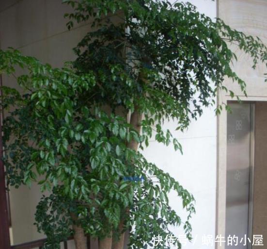 一品红|喜欢养花,此5类盆栽别轻易买回家,买错了后果严重