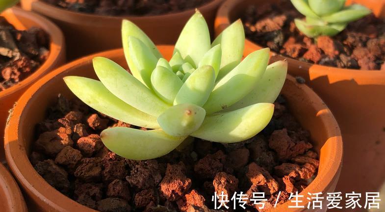 虫害|秋季养好多肉的小技巧在于把握住这4个细节