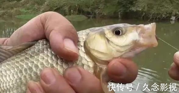 浮漂|水一流,你就收竿不钓,30年老钓手用这套路,上鱼又快又狠