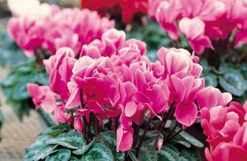 记住|仙客来买回家,记住1少、2多、2不,花苞一串接一串