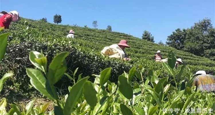 香型铁观音|带你认识中国传统名茶:铁观音