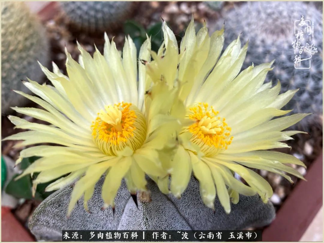 多肉|遇见即美，花事未荼蘼！种一桌子多肉，看花开花落！