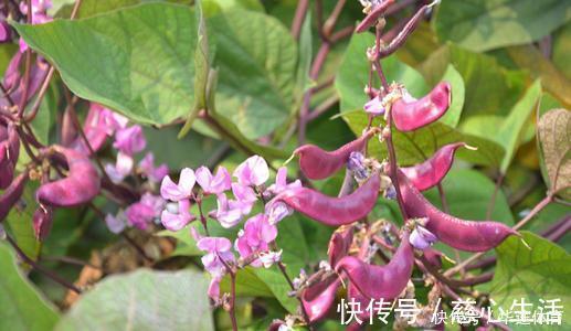 眉豆眉豆|想长寿要先会吃，3种食物没事吃点，补充营养，身体棒棒哒！