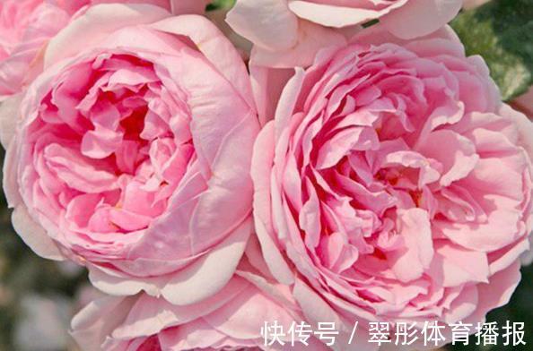 喜欢牡丹,不如养“珍稀名菊”白鹿角,似鹿角昂扬,熏染多姿