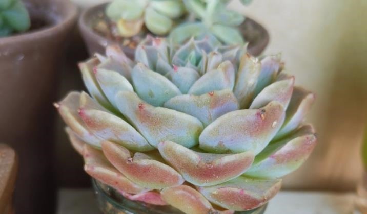 天气热温度高,多肉缺水也不敢浇?来看看有经验的肉友是怎么做的