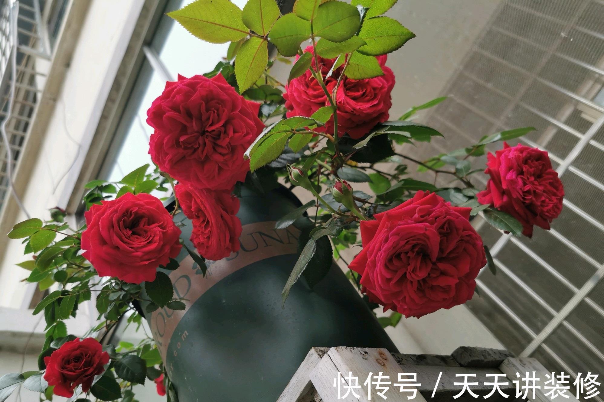 丰花|月季花界的“天使”,又美又香,丰花勤花,皮实好养,阳台也能养