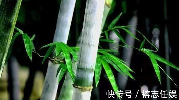 咏竹&朱元璋很有帝王相的一首诗，短短20字，教会我们人生的道理