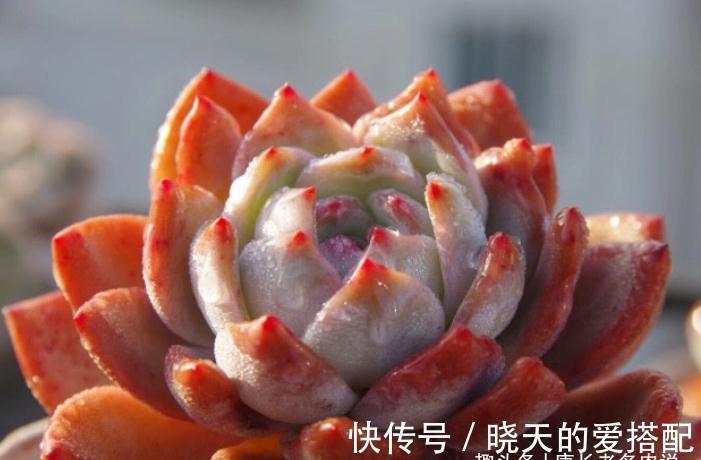 送朋友多肉又不落俗套?红橙黄绿青蓝紫彩虹系7色多肉了解一下!