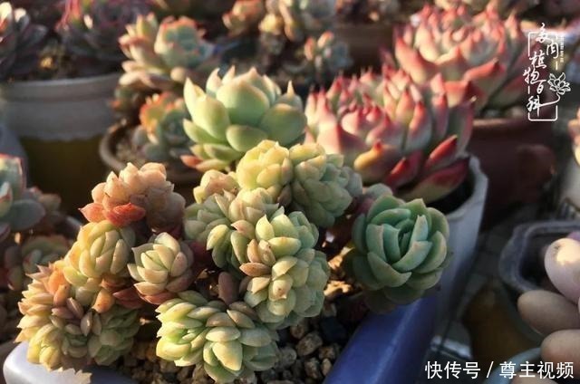 百科|养多肉三年多,初见惊鸿!累并快乐着!养多肉三年多,初见惊鸿!累并快乐着!