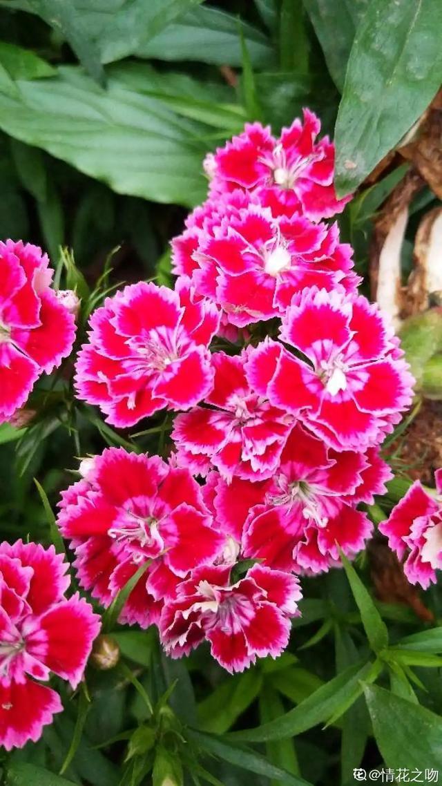 想要家里四季花开，这20种花，连续能开300天，完全不歇气