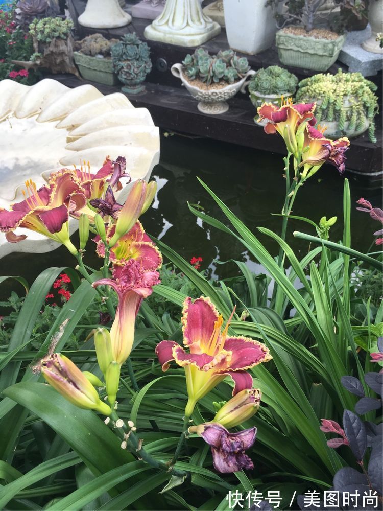 花草|历时一年，在31楼打造300㎡“屋顶花园”，如今美成了仙境