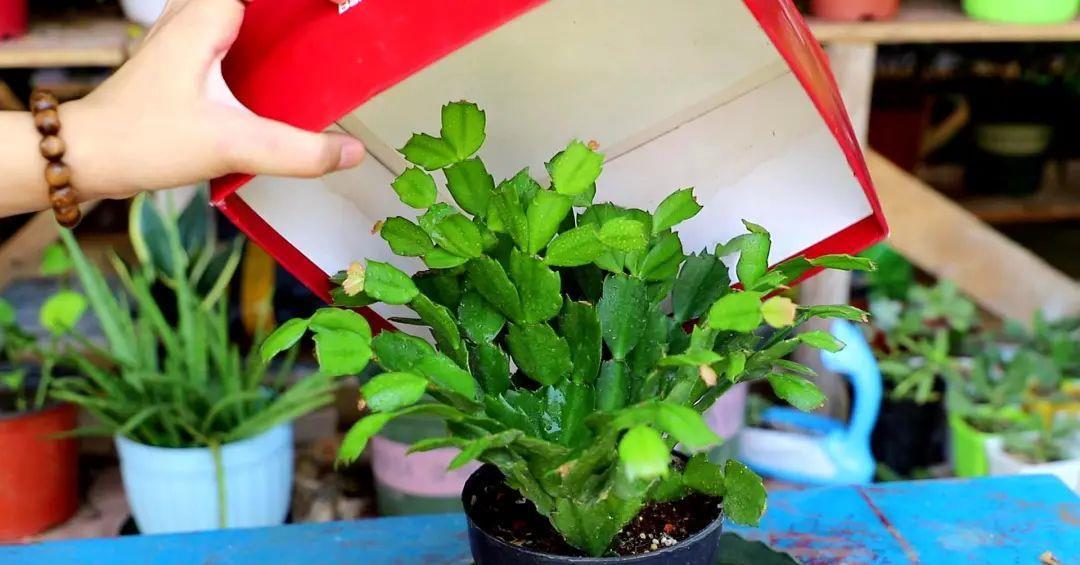 春天买花要认清，别买这些“休眠花”，买了也养不好，白花一笔钱