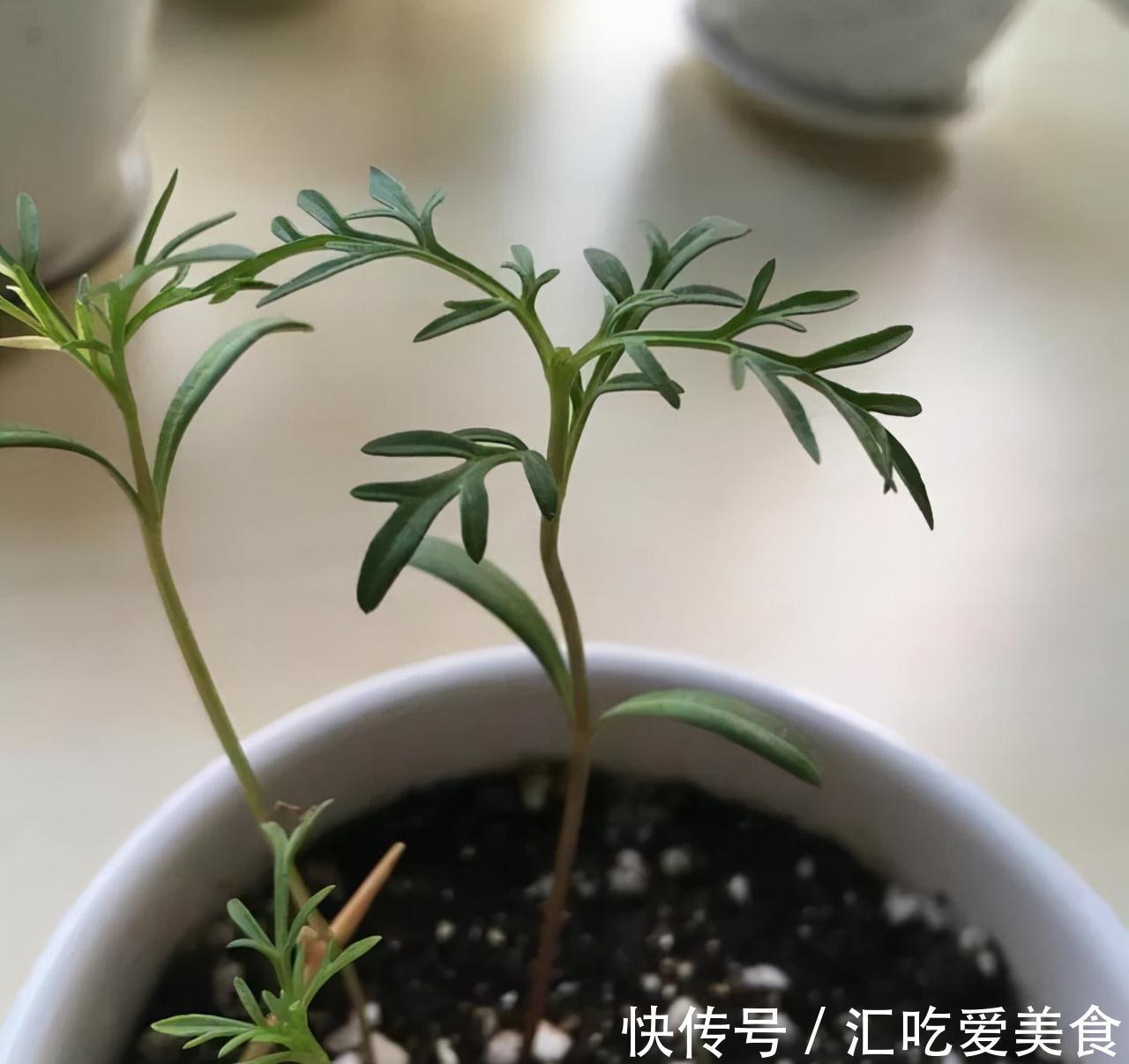 2种花即刻下盆,开春花朵全爆满,秒杀全场盆栽