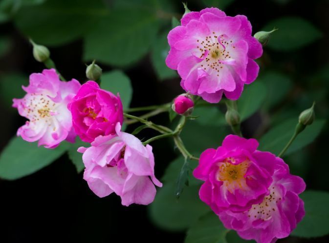 马樱丹|从6月5日开始，家养此款花卉，耐晒又耐热，花开满枝头