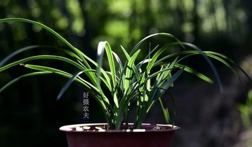 营养土的自制方法,兰友说:这样就简单了,明天开始做