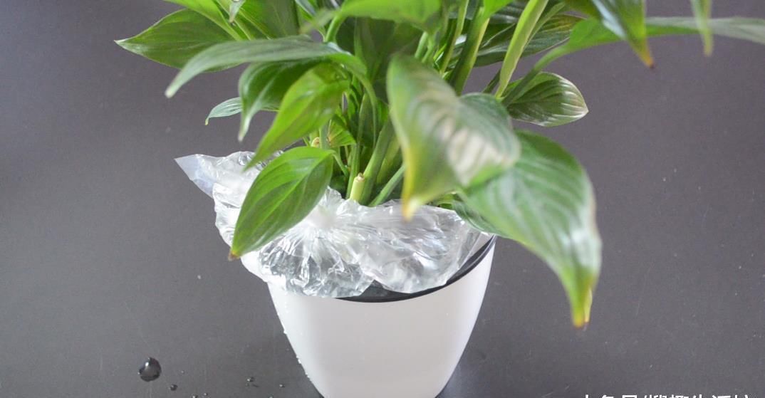 妙用|花盆上放一个塑料袋, 没想到还有这个妙用, 看完这招你会感谢我的