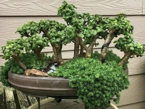 “金枝玉叶”当盆景,家里阳台放2盆,养护5年变“值钱”,寓意好