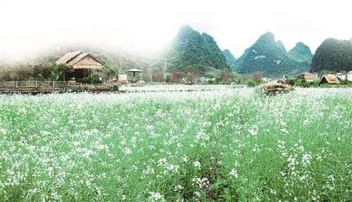 花样春天，赶紧来广西这些“宝藏地”赏花吧！(图)