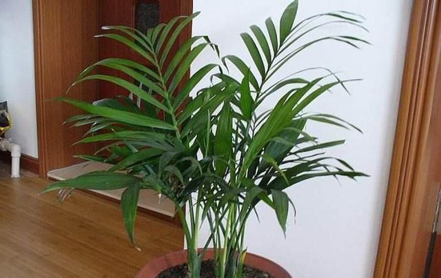 空气干燥、蚊虫多、异味大家里养这“4种花”,什么烦恼都没了