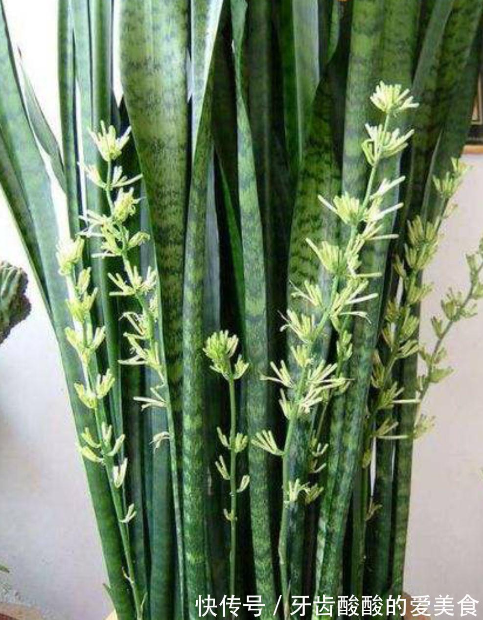 虎皮兰有三喜三怕，了解它的喜好，叶片肥厚根系壮，爆芽多多