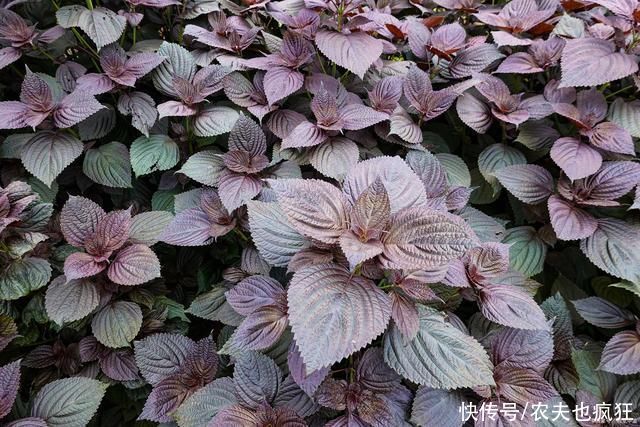 紫苏叶子|紫苏:在农村没人当回事,在食谱中却大有价值,还是天然防腐剂