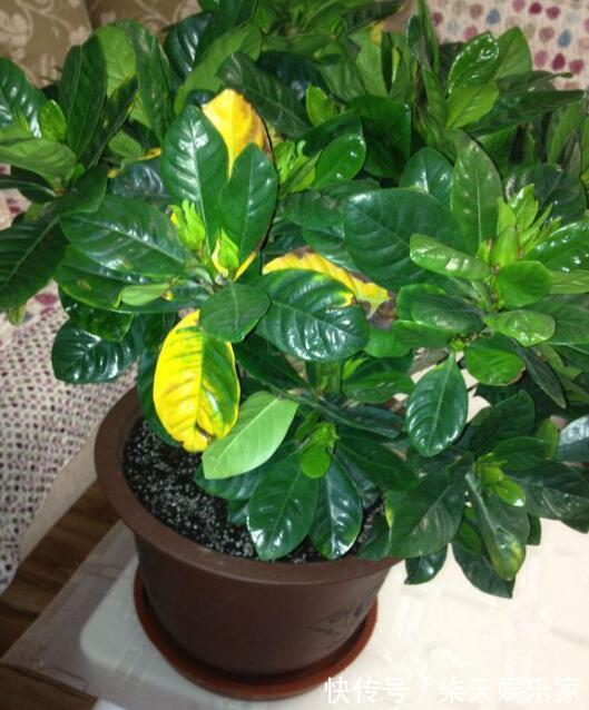 钾肥|栀子、茉莉不开花这么一处理,花苞“嗖嗖冒”,花朵洁白、芳香