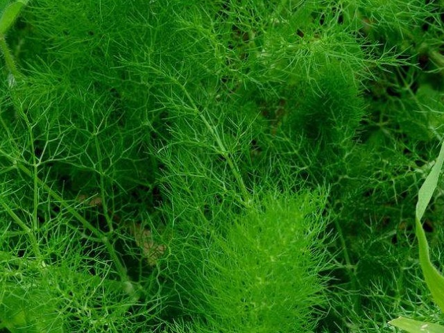 寒邪|此菜被誉为夏天“最养人的菜”,也是“最厉害”的菜,吃对胃好了