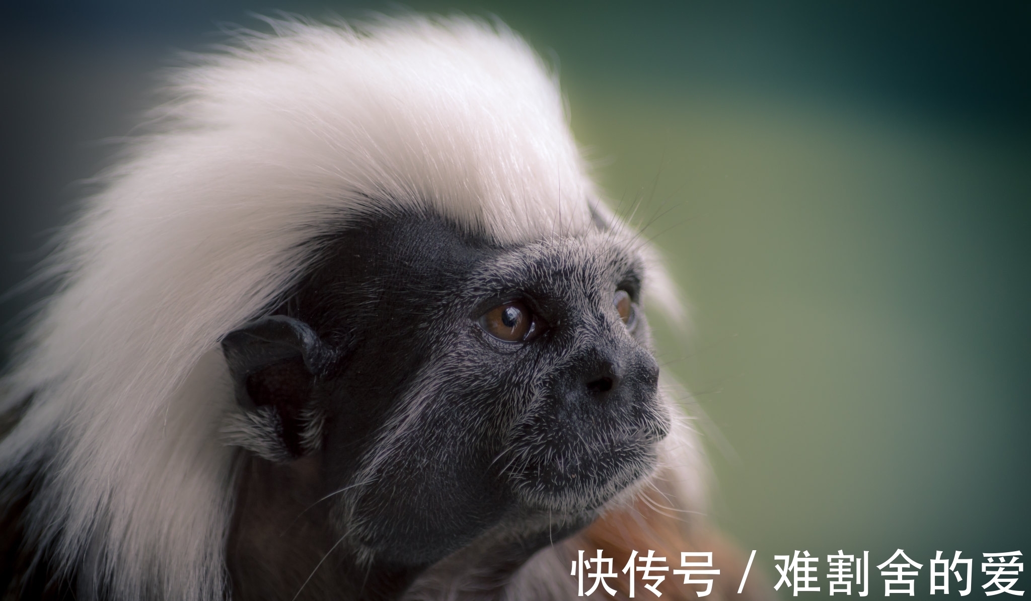 猴子|这种猴子的拉丁学名来源于希腊神话,却拥有着相当朋克的别致发型