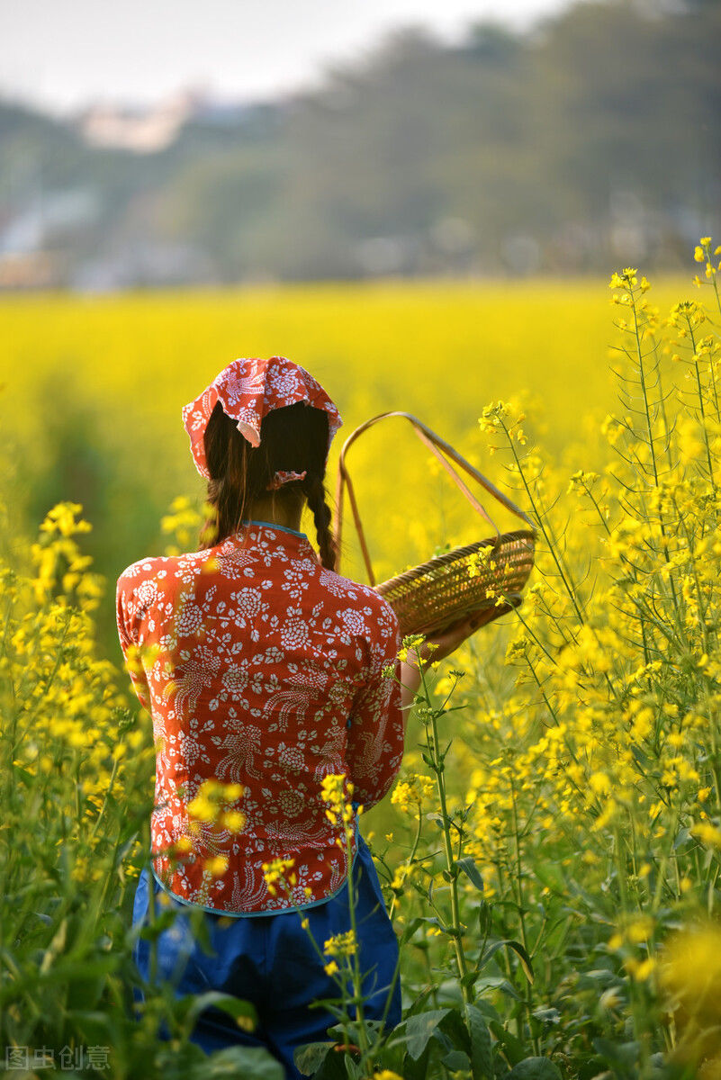 油菜花开，美成什么样了？黄河山东段给出了答案