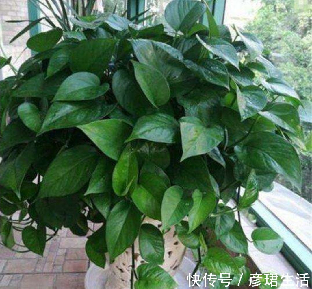 养花|这3种花要“懒养”,越是粗放养护,植株长势越旺盛