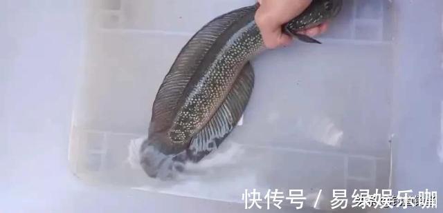 月鳢|入侵长江的新物种?专门吃小鱼小虾?它是土生土长的原生鱼