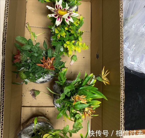 铁线莲|4种“漂亮花”，最好买小苗，2个月就开爆，比买大苗划算多啦