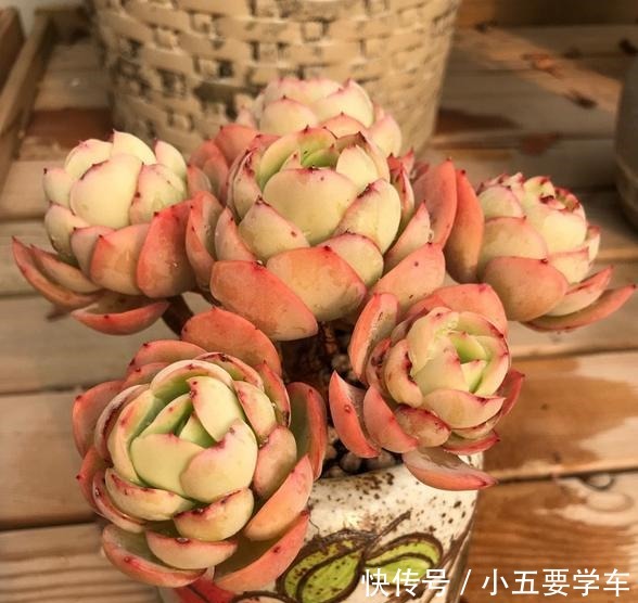 碧桃今年和去年对比,差别可不是一般大,希望一年比一年美!