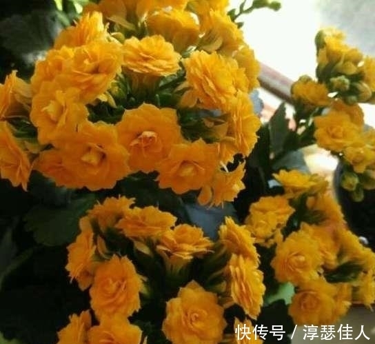 枝条|学几招长寿花的修剪方法,一年开花2次!