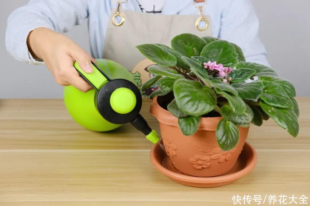 耐旱|10种“养不死”的花，绿萝只能排最后一名，养死3种以上的举手