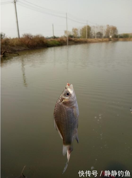 冬天太冷,鱼不好找?庆幸老钓手透露这几招,上鱼速度那叫一个快