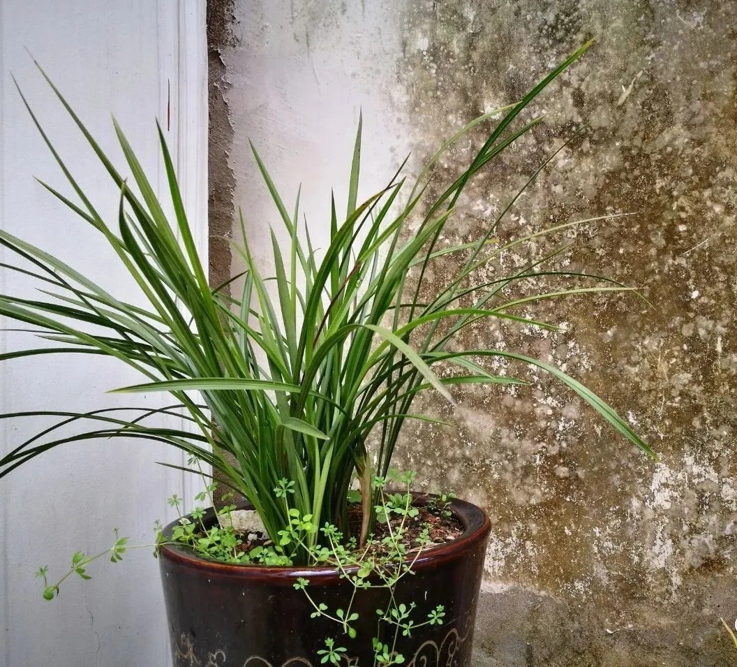 蕙兰|春兰、蕙兰这样种植,4年不翻盆,也从没发现烂根